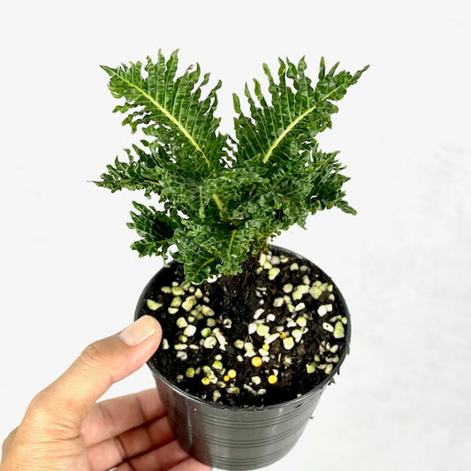 Blechnum gibbum dwarf fern tree ***age 4 years