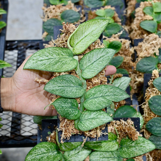 Rhaphidophora hongkongensis mint variegated