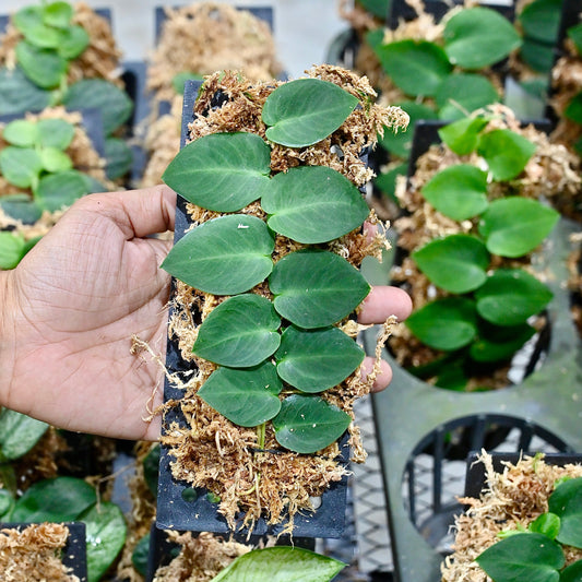 Rhaphidophora hayi