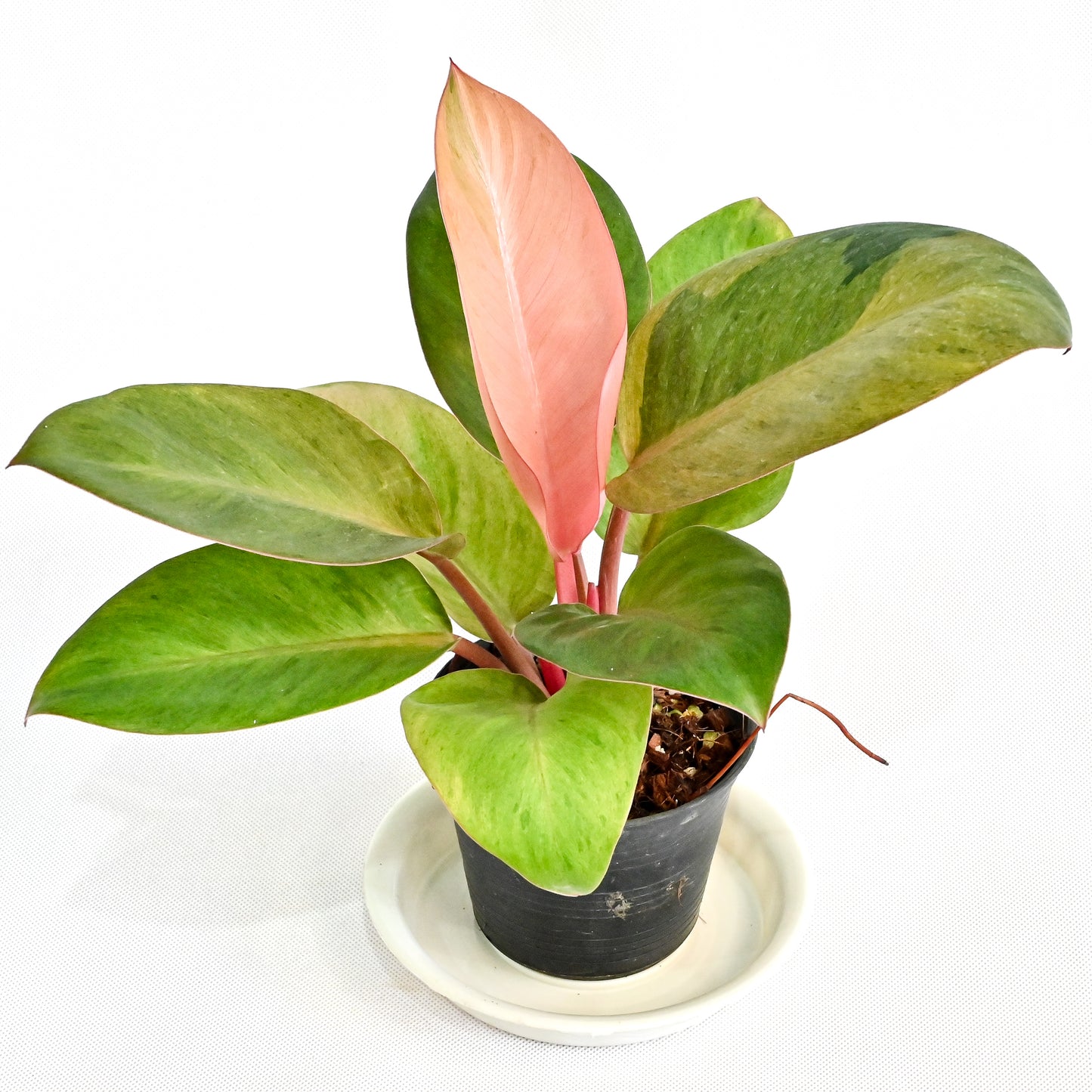 Philodendron red congo mint variegated