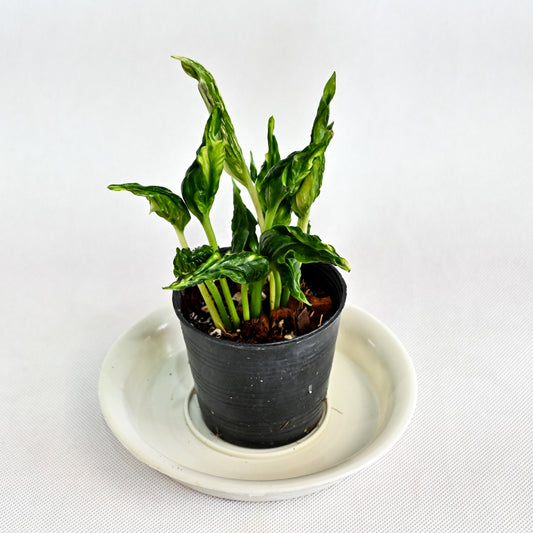 Epipremnum shangri la variegated