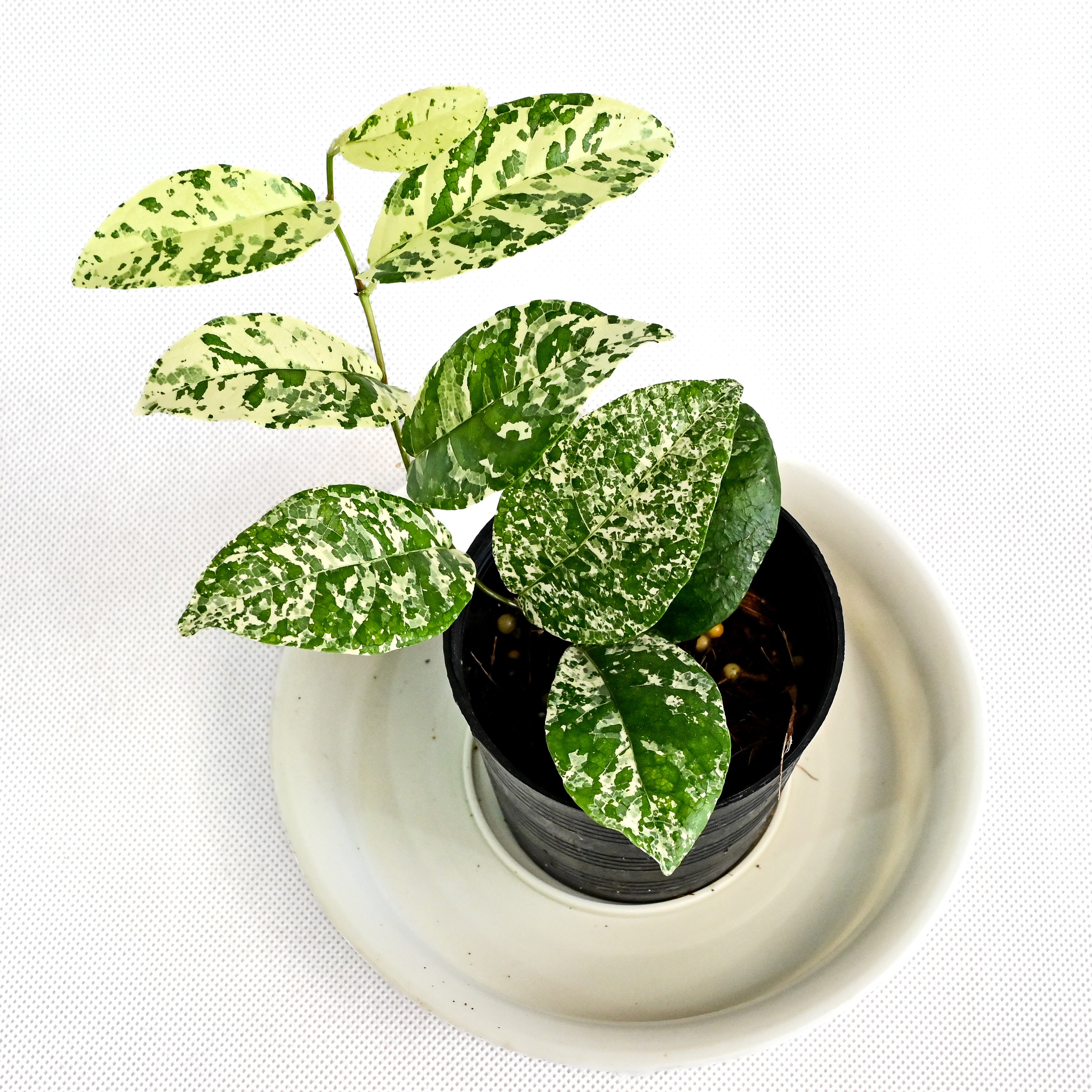 Ficus sp. variegated (No.23) – Poonsin Garden