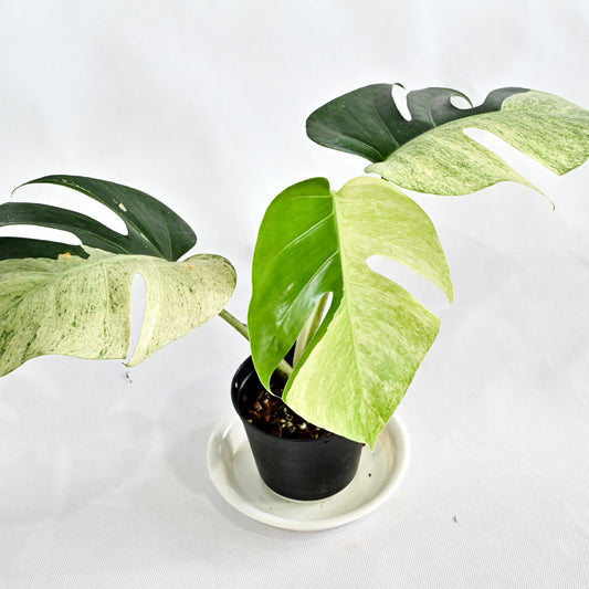 Monstera deliciosa mint variegated (M) (3 leaves)