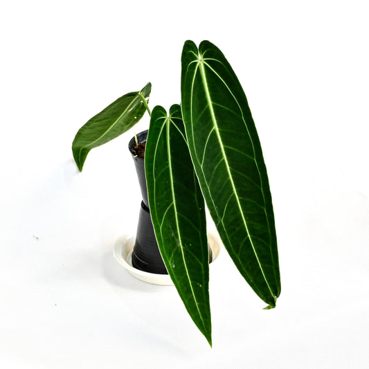 Anthurium warocqueanum dark & narrow (M)