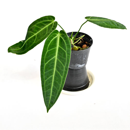 Anthurium warocqueanum dark & narrow (S)