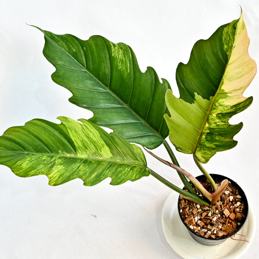 Philodendron caramel marble (S) (3 leaves)