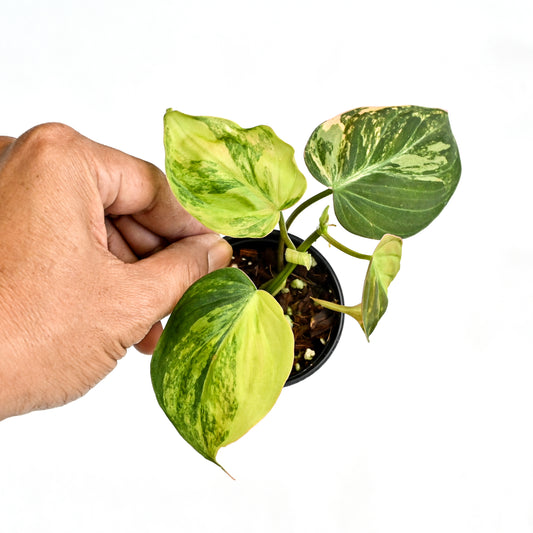 Philodendron micans variegated