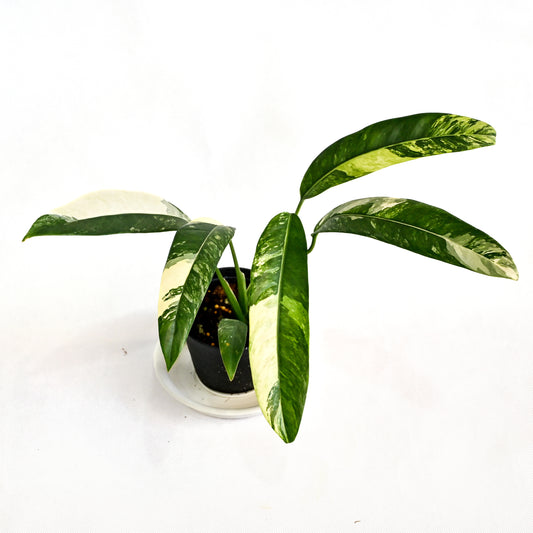 Epipremnum giganteum variegated (Tricolor)