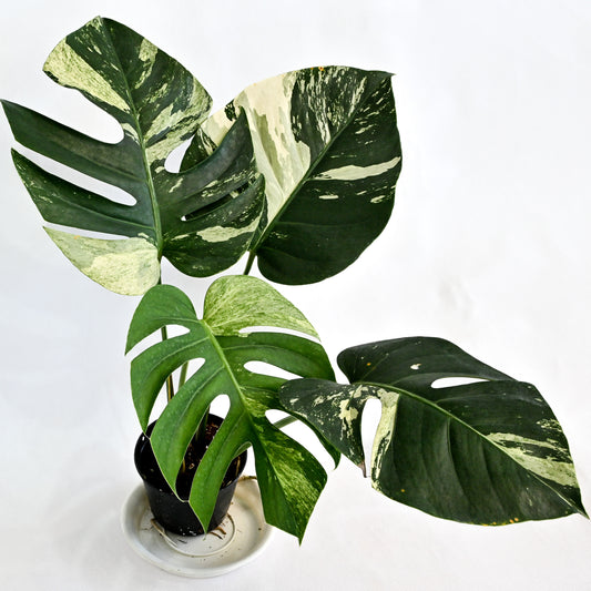 Monstera deliciosa mint variegated (L) (4-5 leaves)