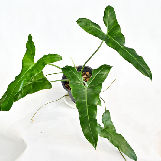 Philodendron thaumatophyllum stenolobum