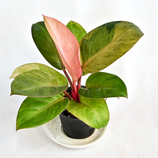 Philodendron red congo mint variegated