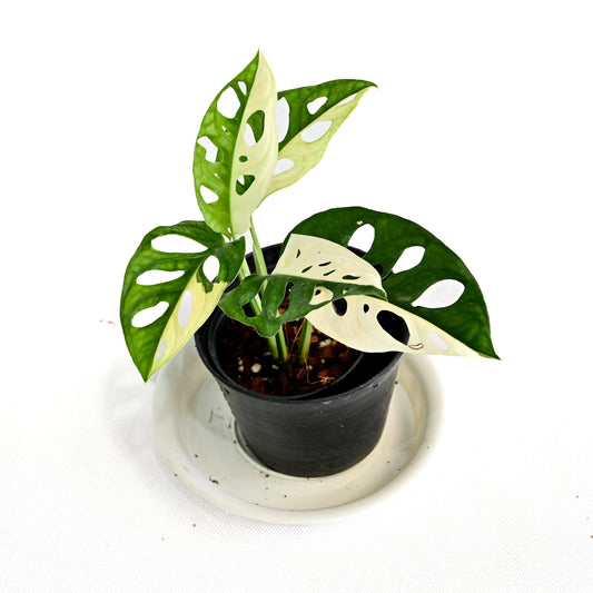 Monstera adansonii albo variegated (JP)