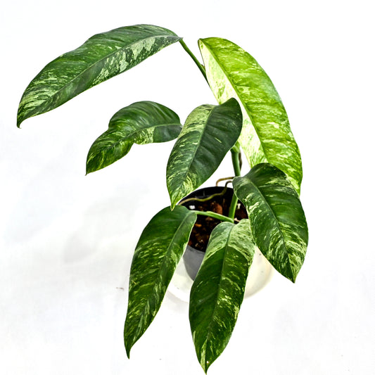 Epipremnum giganteum variegated