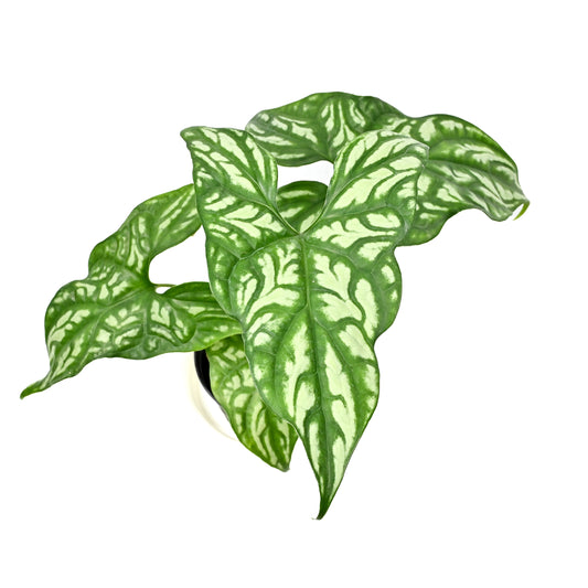 Cercestis mirabilis