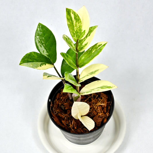 Zamioculcas zamiifolia variegated (S) 6-8 inch