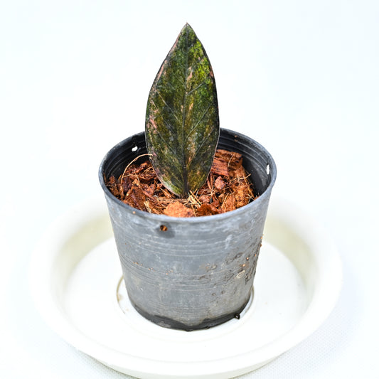 Zamioculcas zamiifolia Raven Pink variegated (with root)