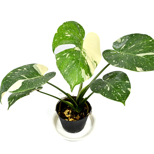 Monstera deliciosa Thai Constellation (S)