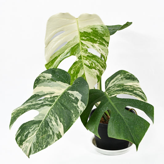 Monstera borsigiana albo variegated (3-4 leaves)
