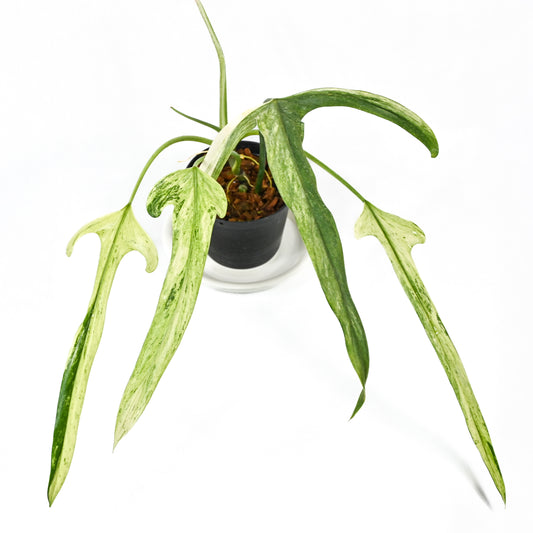 Philodendron paloraense variegated (4-5 leaves)