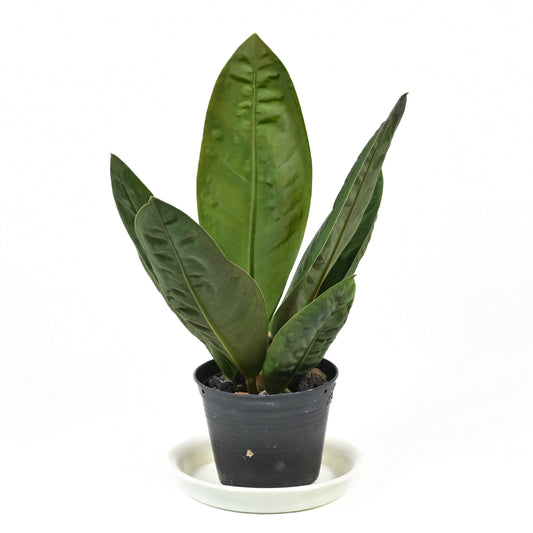 Anthurium wilfordii (superbum neo)