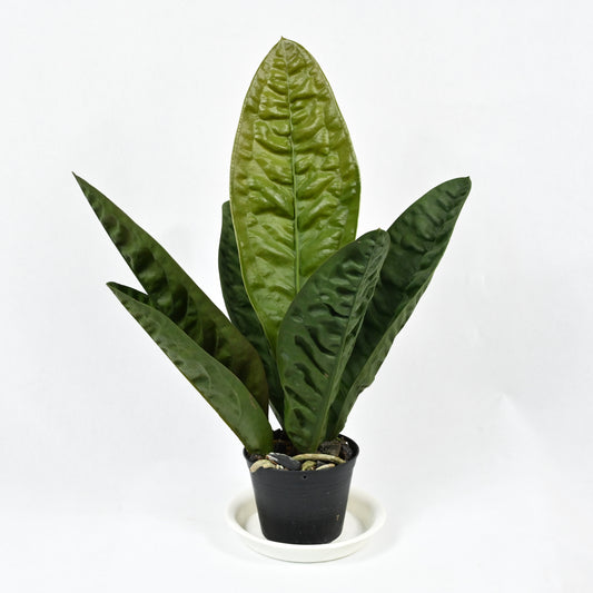 Anthurium superbum (giant form)