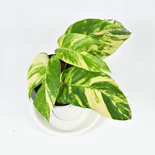 Epipremnum golden flame (S)