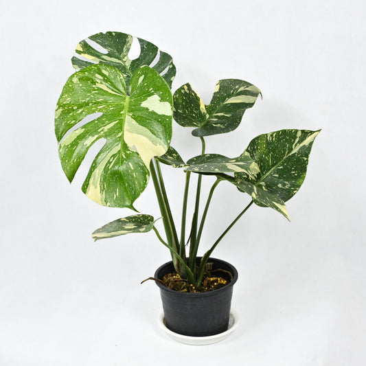 Monstera deliciosa Thai Constellation (M)