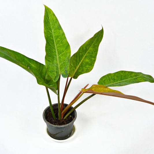 Philodendron orange marmalade