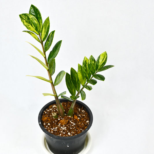 Zamioculcas zamiifolia variegated (M) 10-12 inch