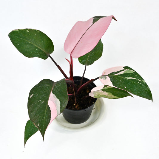 Philodendron pink princess marble