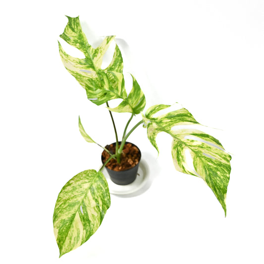 Epipremnum golden flame (Mature form)