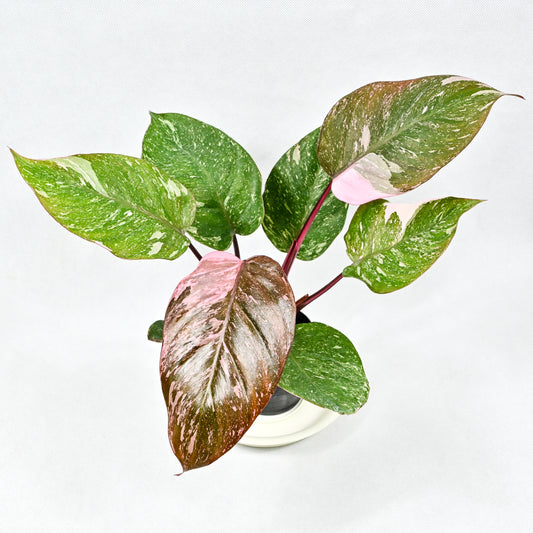 Philodendron pink princess (galaxy)
