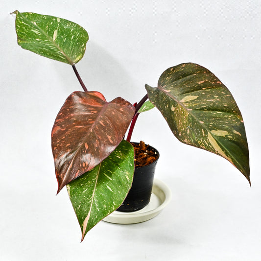 Philodendron orange princess