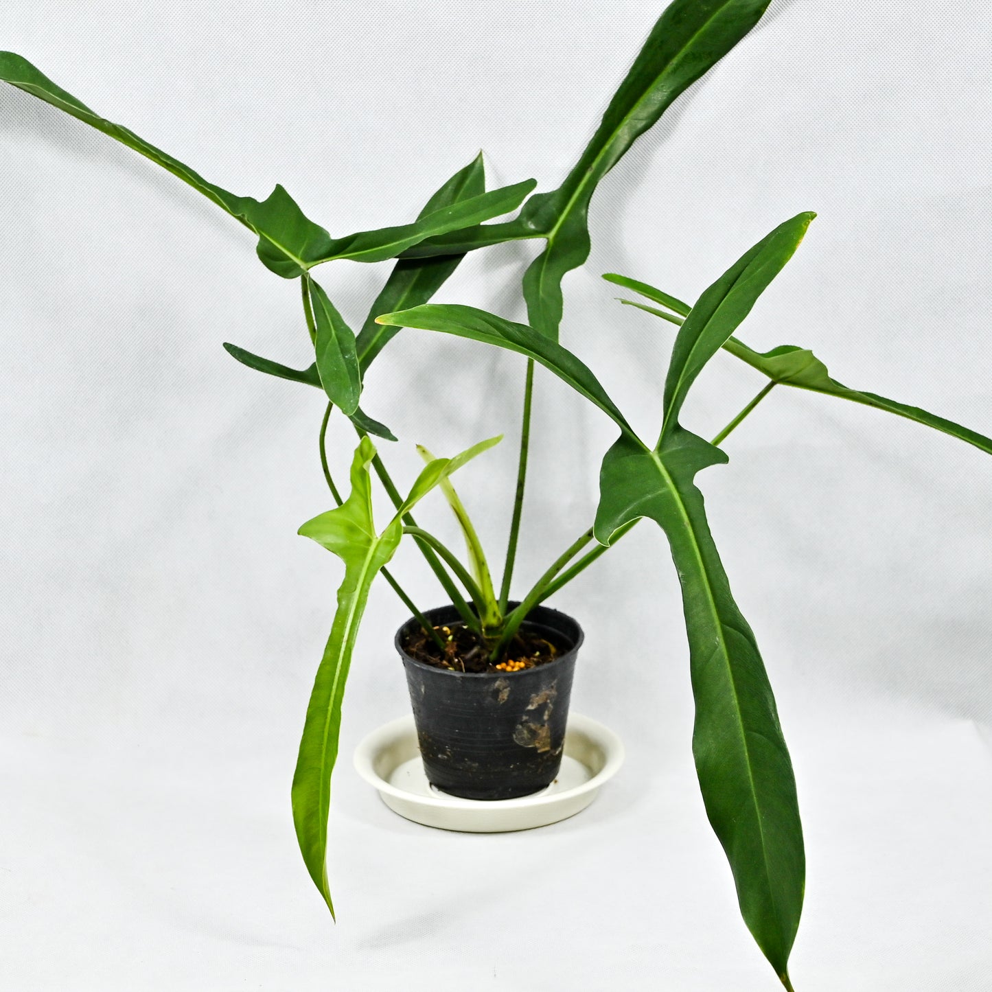 Philodendron longilobatum ‘Lelano Miyano’
