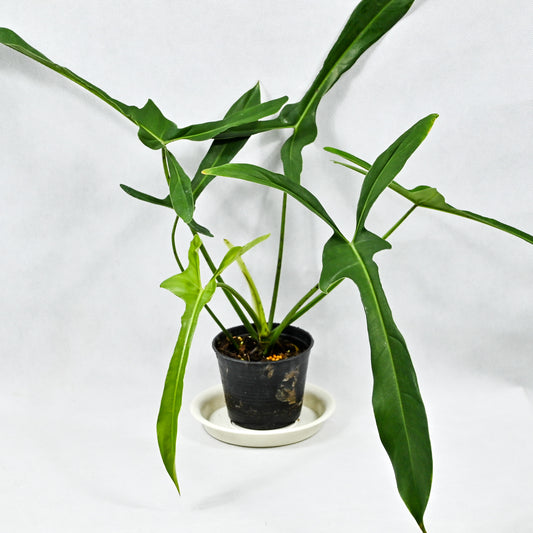 Philodendron longilobatum ‘Lelano Miyano’