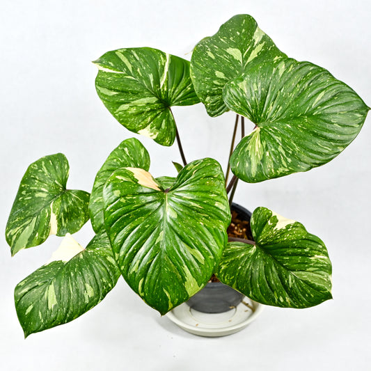 Homalomena rubescens variegated (Thai constellation)