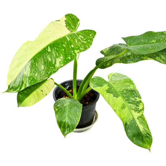 Philodendron jose buono