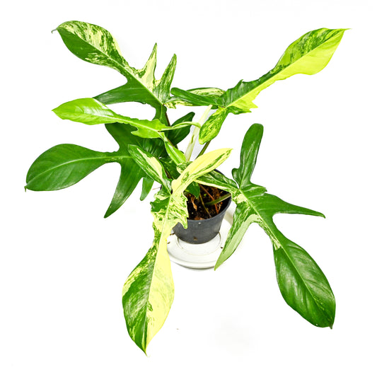Philodendron florida beauty