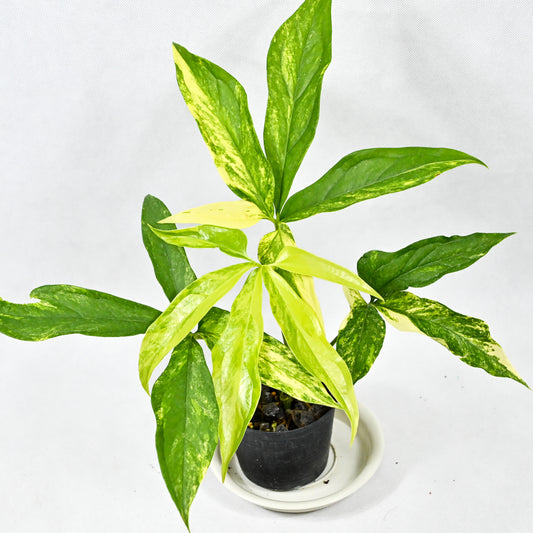 Anthurium clavigerum variegated