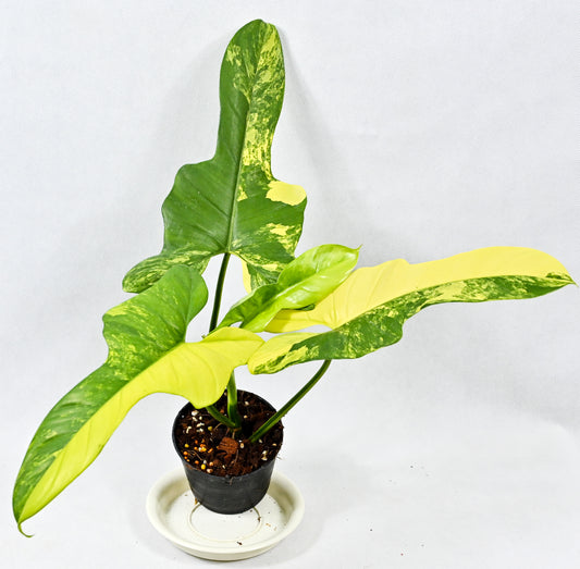 Philodendron bipennifolium variegated ‘violin’