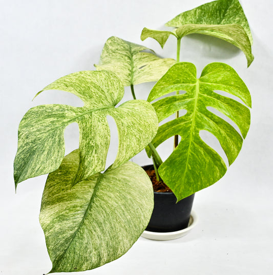 Monstera deliciosa mint(full) variegated (M)