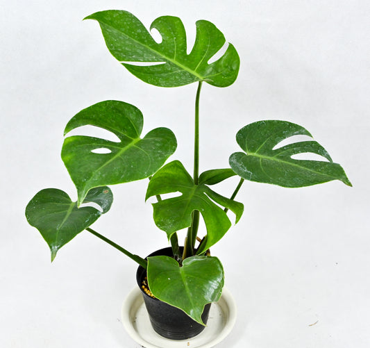 Monstera deliciosa compacta
