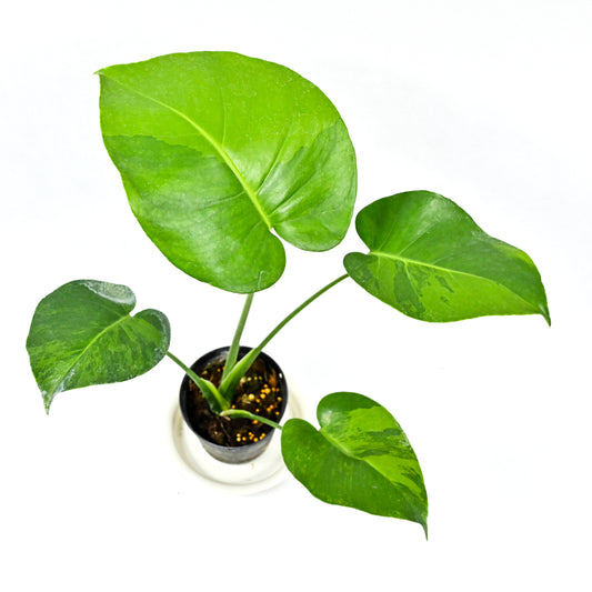 Monstera deliciosa green on green variegated
