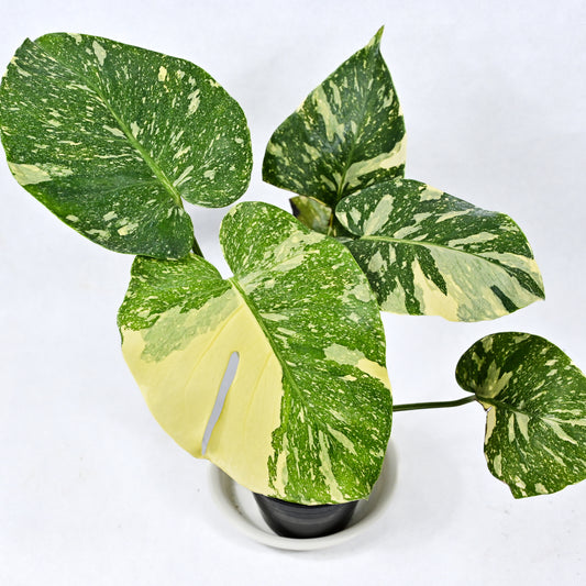 Monstera deliciosa Thai Constellation (Special)