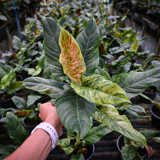 Philodendron subhastatum variegated