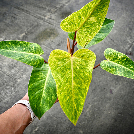 Philodendron painted Lady