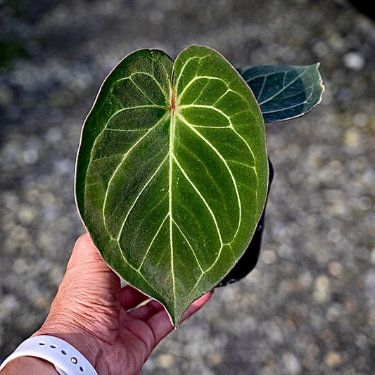 Anthurium king of spades (2-3 leaves)