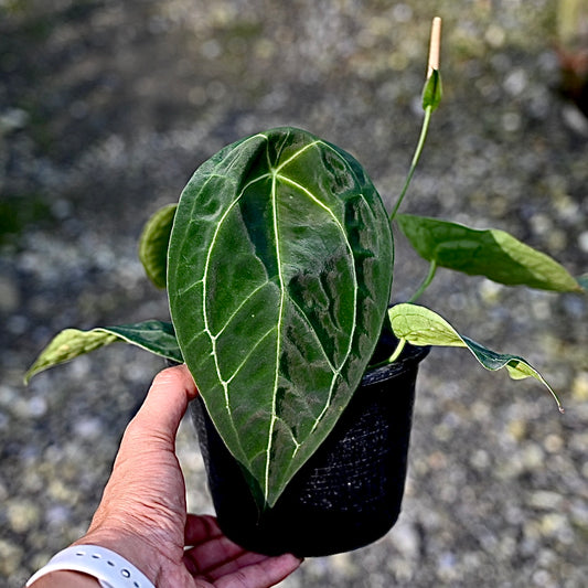 Anthurium forgetii (dark)