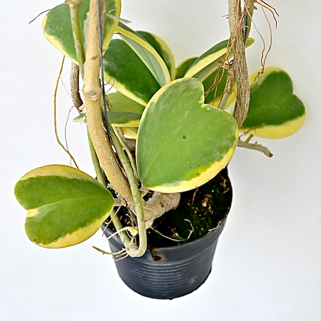 Hoya kerrii albomarginata