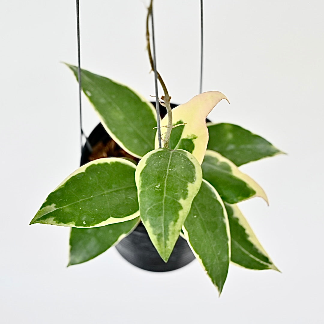 Hoya sp panglai albomarginata